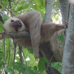 sloth panama city