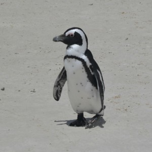 penguin boulders beach cape town south africa