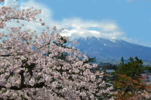 cherry blossom and mountain japan