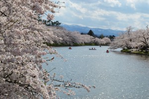 cherry blossom and river japan