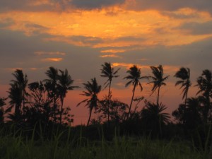 sunset palmtrees fiji