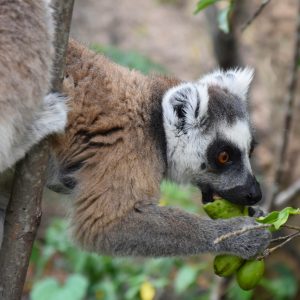 Anja Community Reserve, Madagascar - Anne Travel Foodie