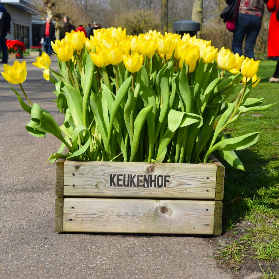 keukenhof: the world's largest flower gardens - anne travel foodie