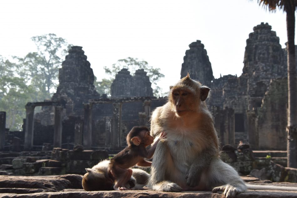 Visiting Angkor Wat in Cambodia - Anne Travel Foodie