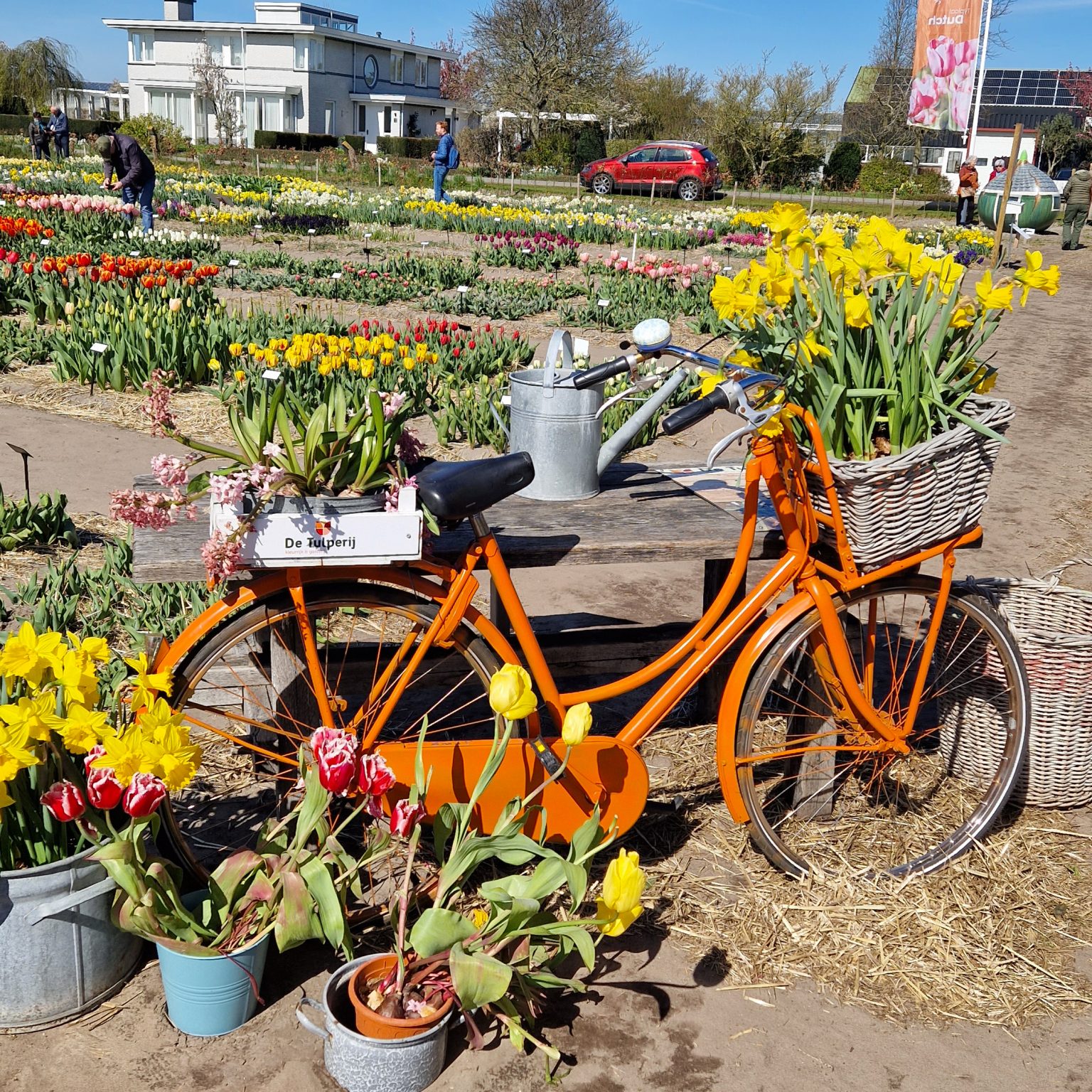 The Complete Guide to visiting the Flower Fields in the Netherlands ...