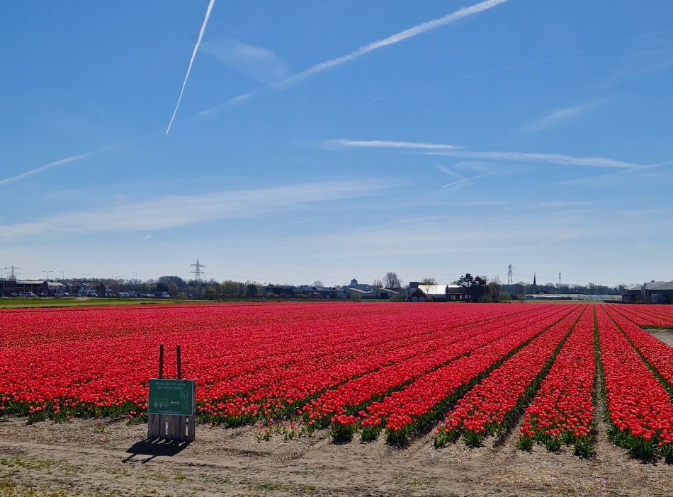 The Complete Guide to visiting the Flower Fields in the Netherlands ...